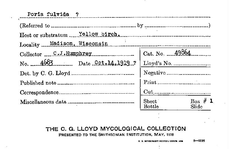 Poria fulvida image