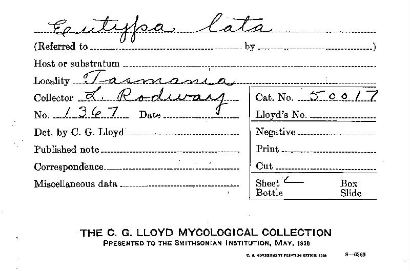 Eutypa lata image