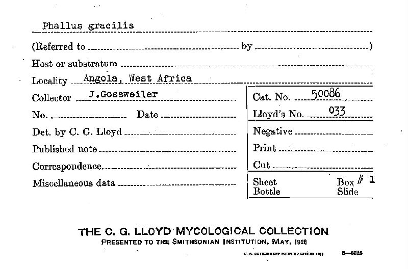 Phallus gracilis image