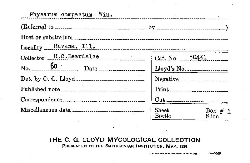 Physarum compactum image