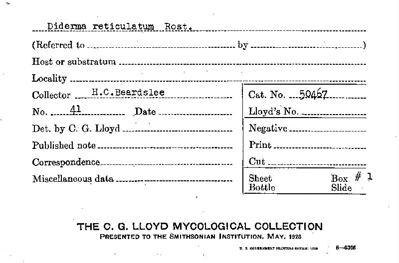 Diderma reticulatum image