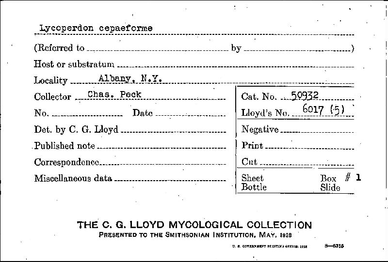 Lycoperdon cepaeforme image