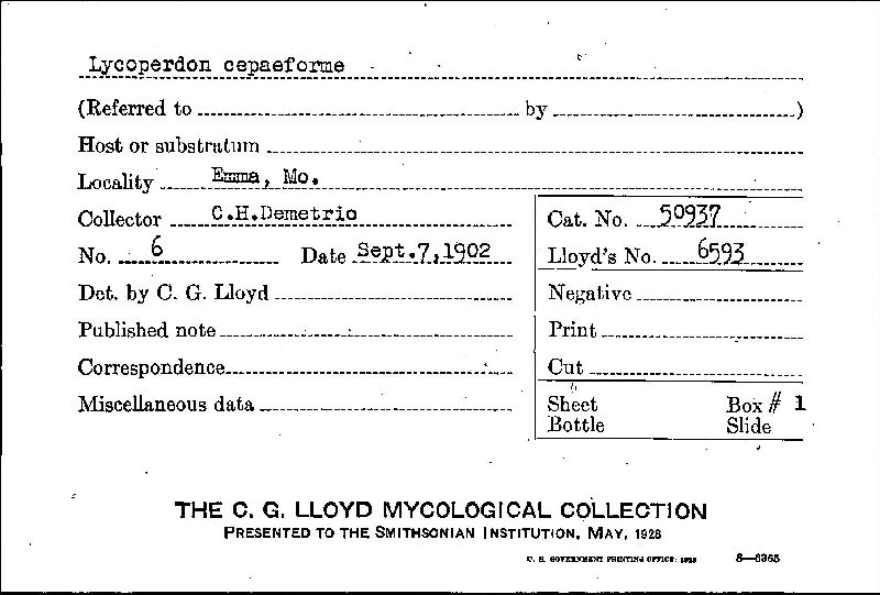 Lycoperdon cepaeforme image