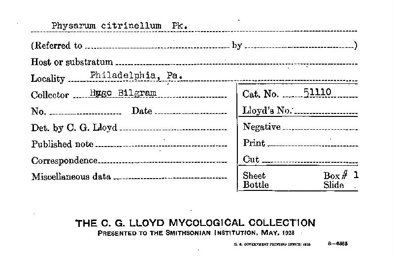 Physarum citrinellum image