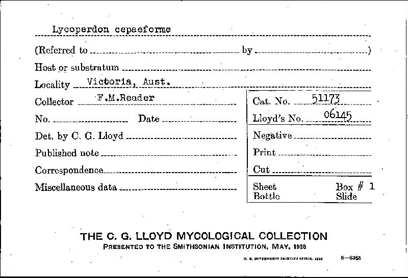 Lycoperdon cepaeforme image