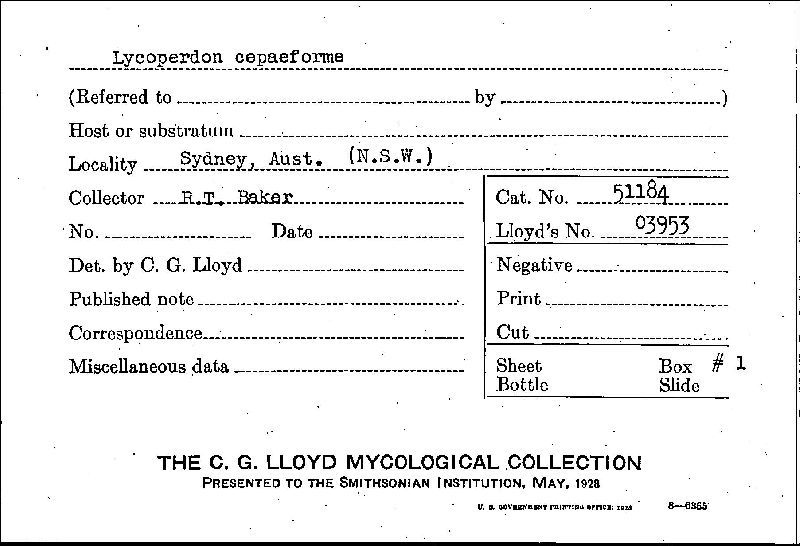 Lycoperdon cepaeforme image