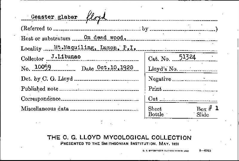 Geaster glaber image