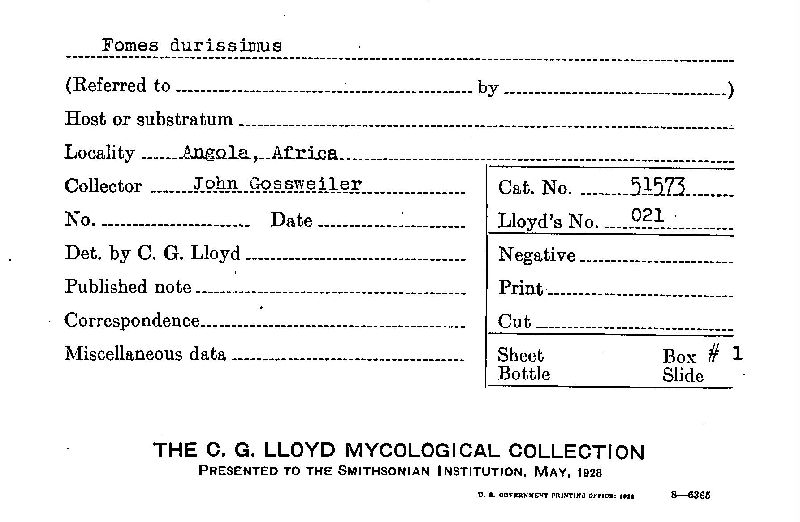 Fomes durissimus image
