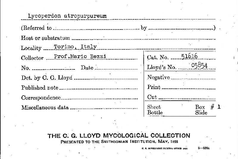 Lycoperdon atropurpureum image