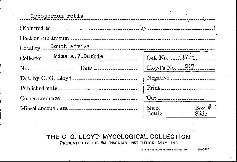 Lycoperdon retis image