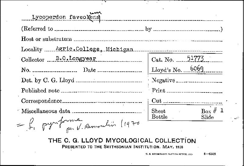 Lycoperdon faveolum image