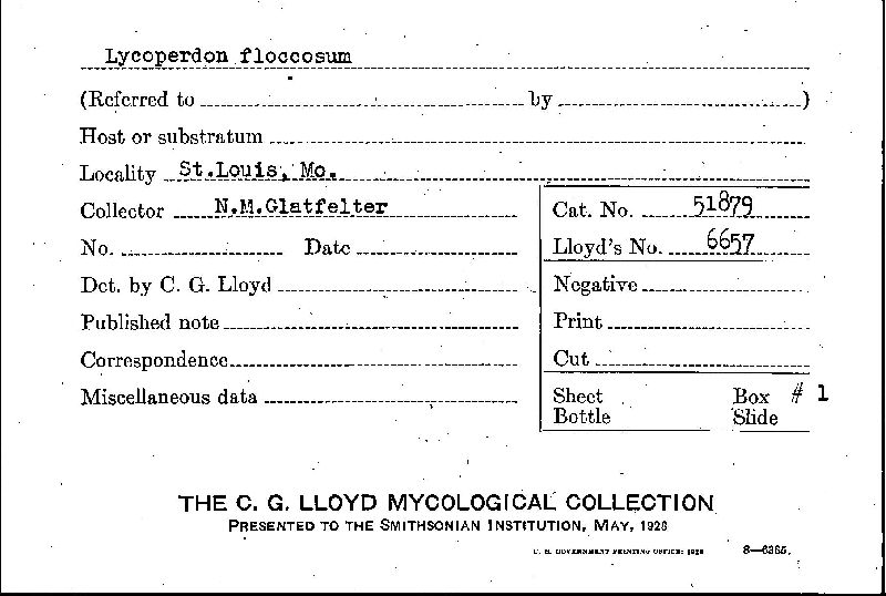 Lycoperdon floccosum image