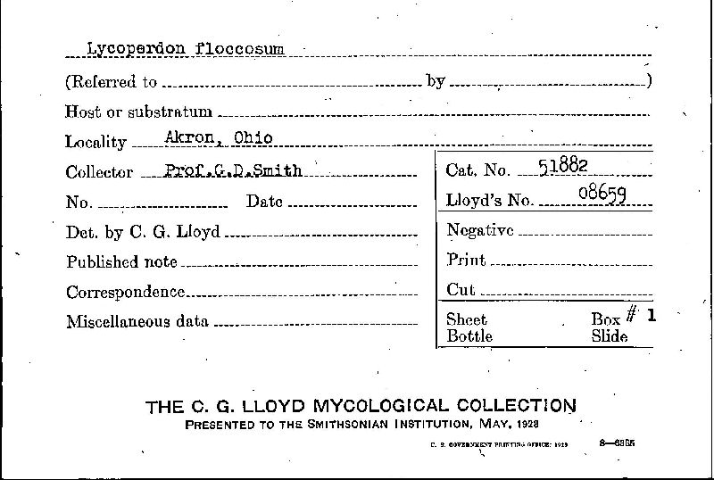 Lycoperdon floccosum image