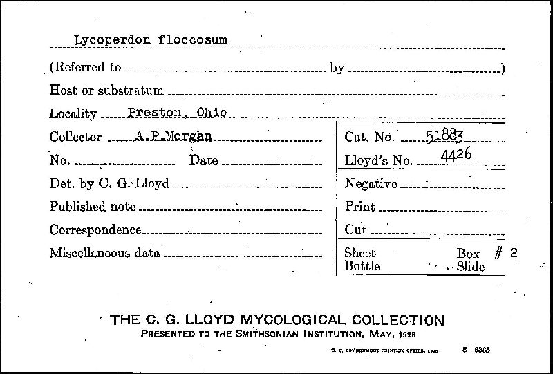 Lycoperdon floccosum image