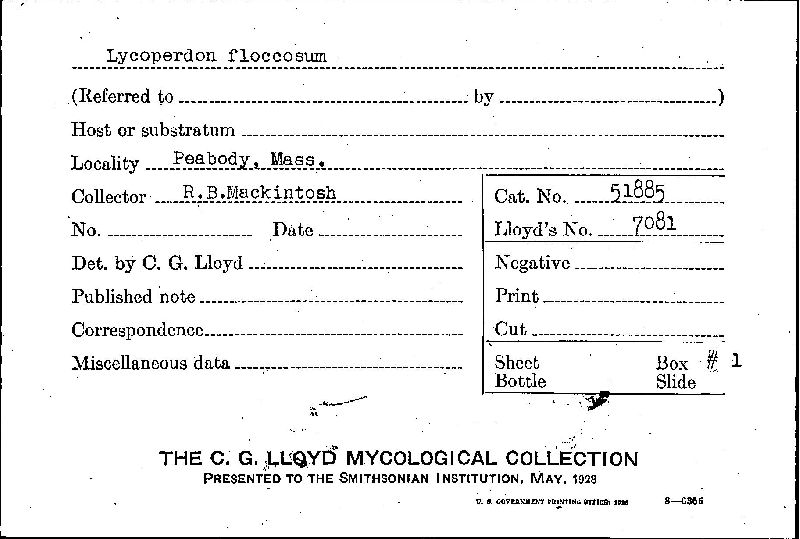 Lycoperdon floccosum image