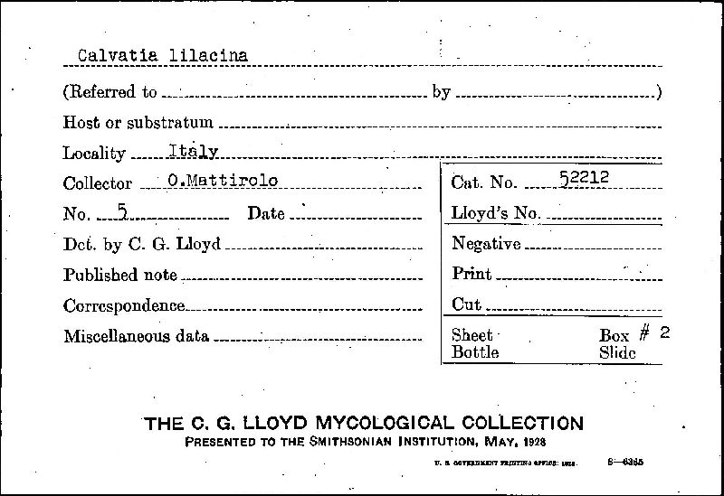 Calvatia lilacina image