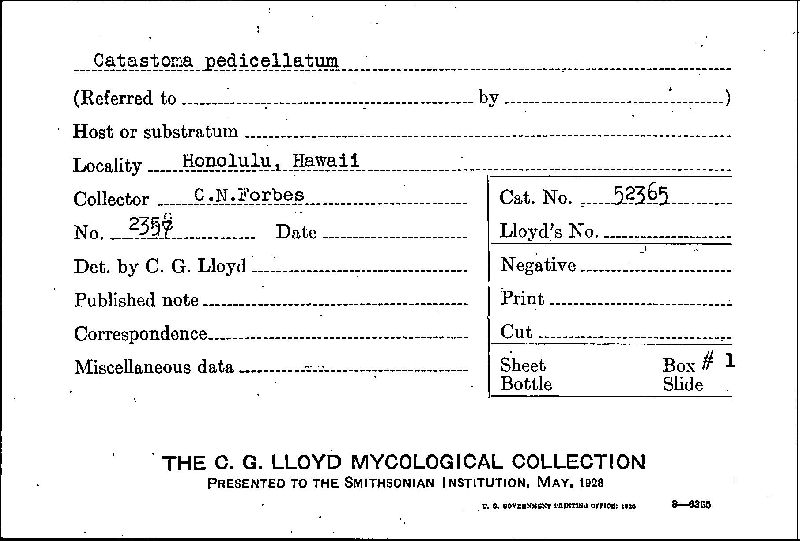 Disciseda hyalothrix image