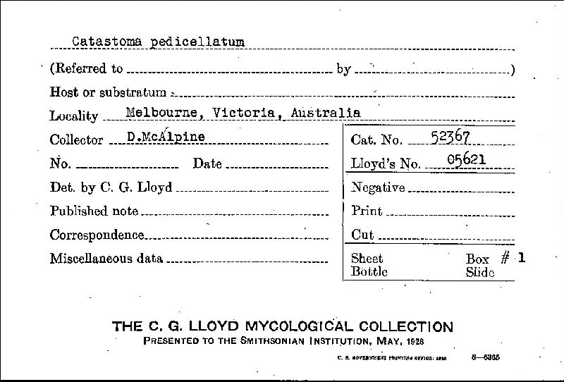 Disciseda hyalothrix image
