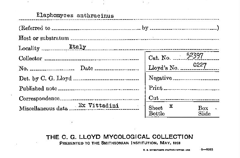 Elaphomyces anthracinus image