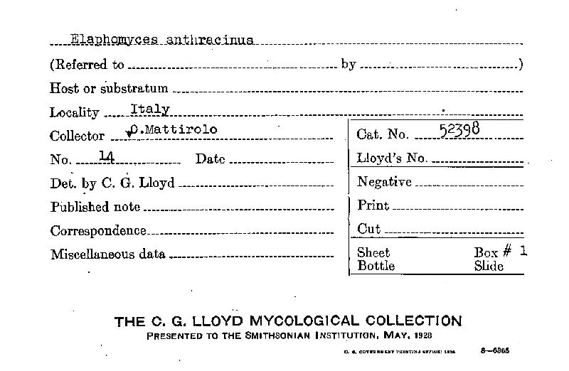 Elaphomyces anthracinus image