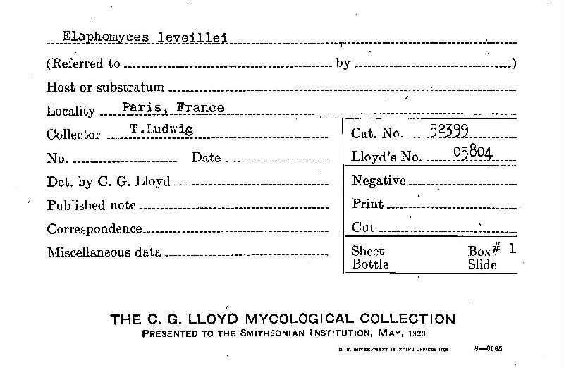 Elaphomyces leveillei image