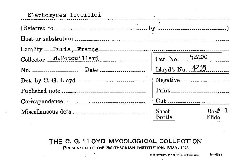 Elaphomyces leveillei image