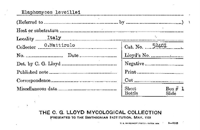 Elaphomyces leveillei image