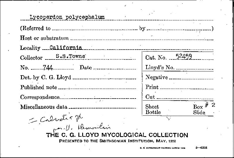 Lycoperdon polycephalum image