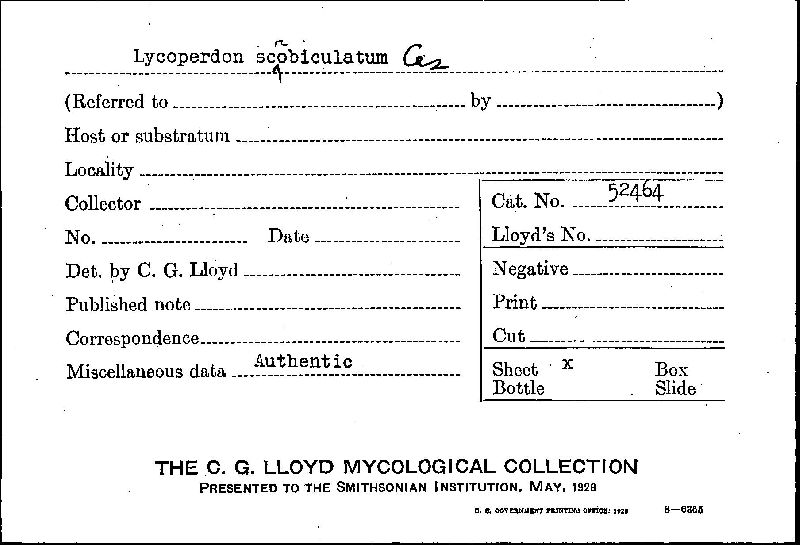 Lycoperdon scrobiculatum image