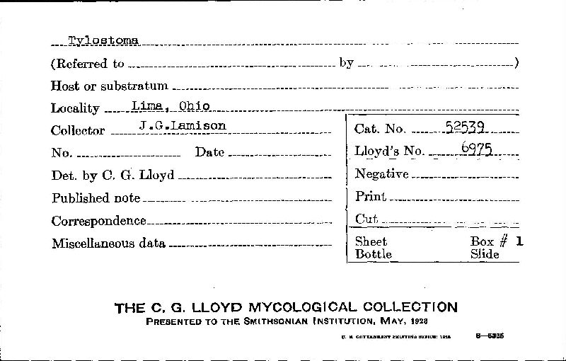 Tylostoma image