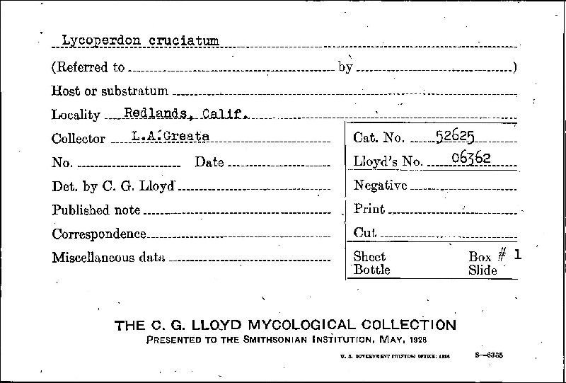 Lycoperdon cruciatum image