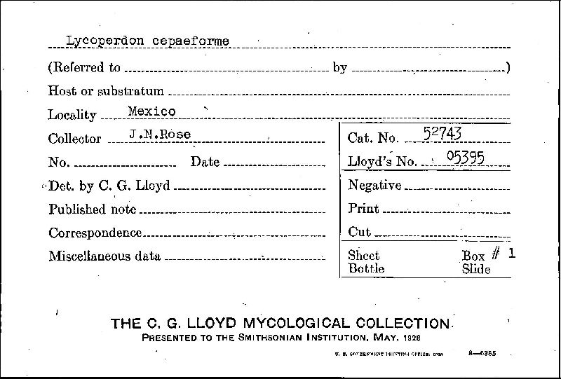 Lycoperdon cepaeforme image