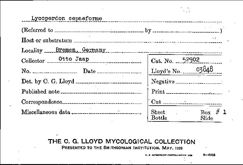 Lycoperdon cepaeforme image