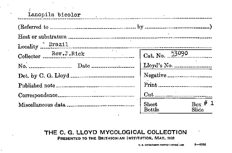 Lanopila bicolor image