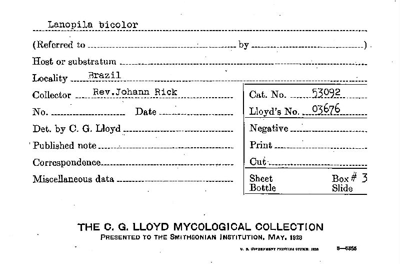 Lanopila bicolor image
