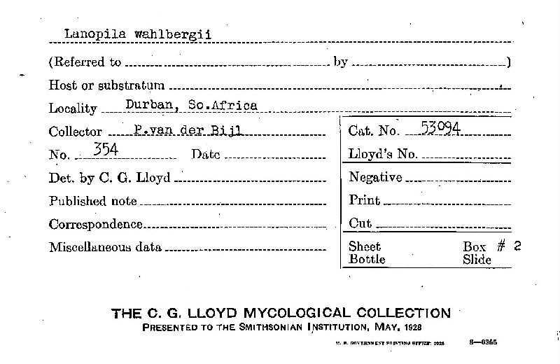Lanopila wahlbergii image