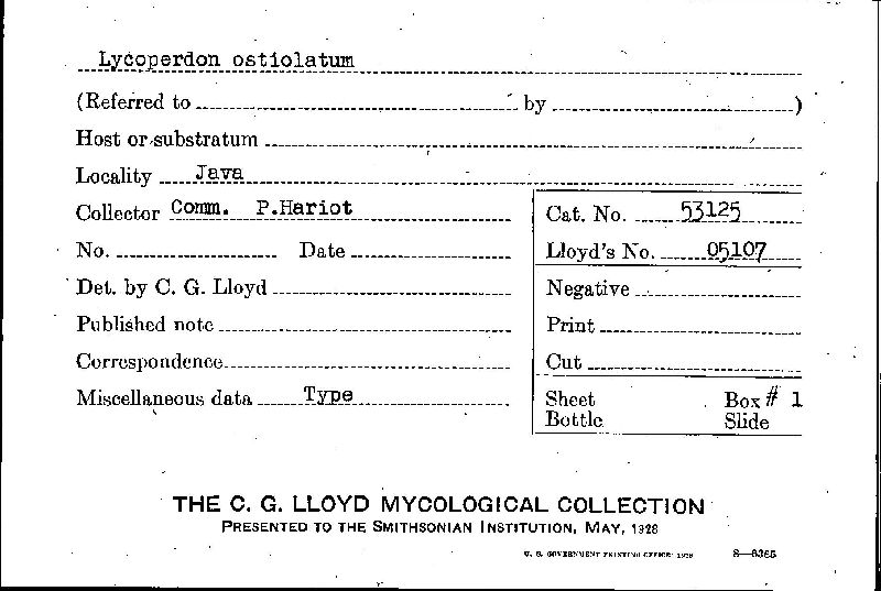 Lycoperdon ostiolatum image