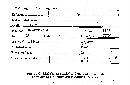 Melanogaster variegatus image