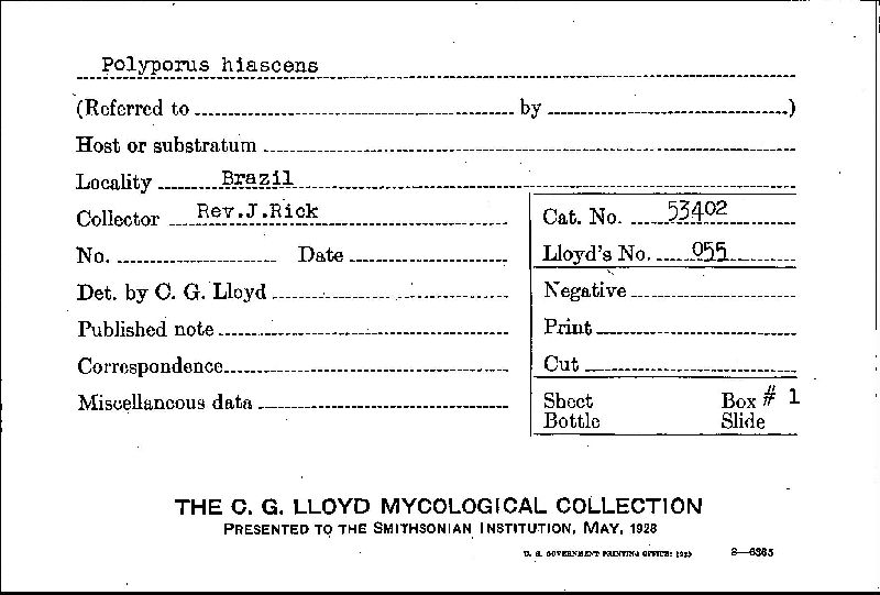 Polyporus hiascens image