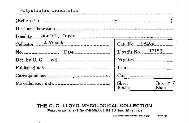 Polystictus orientalis image