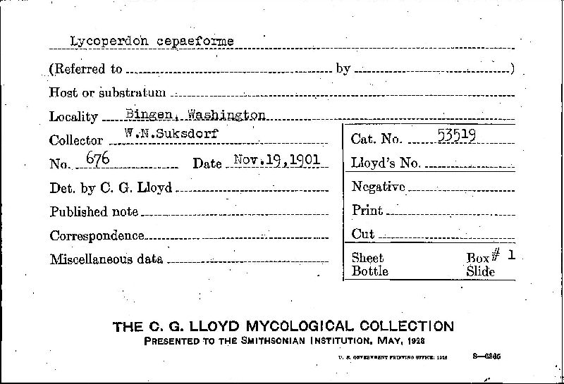 Lycoperdon cepaeforme image