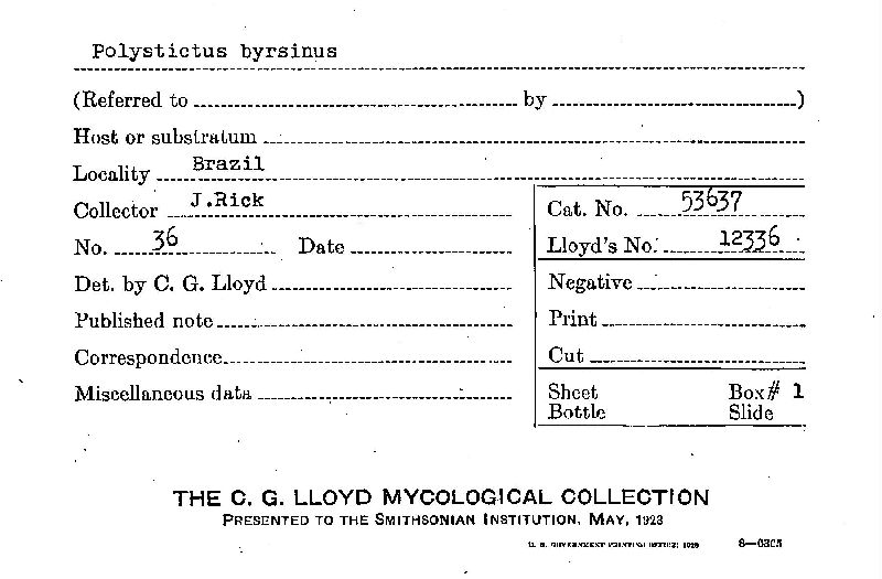 Coriolopsis byrsina image