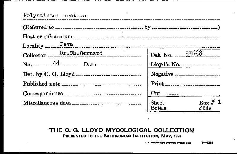 Polystictus proteus image