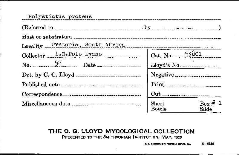 Polystictus proteus image