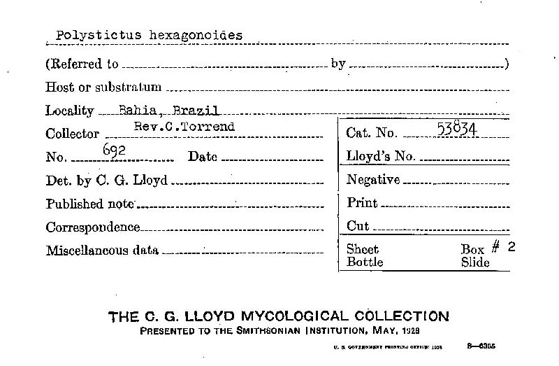 Polystictus hexagonoides image