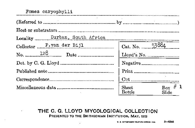 Fomes caryophylli image