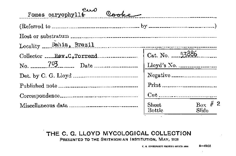 Fomes caryophylleus image