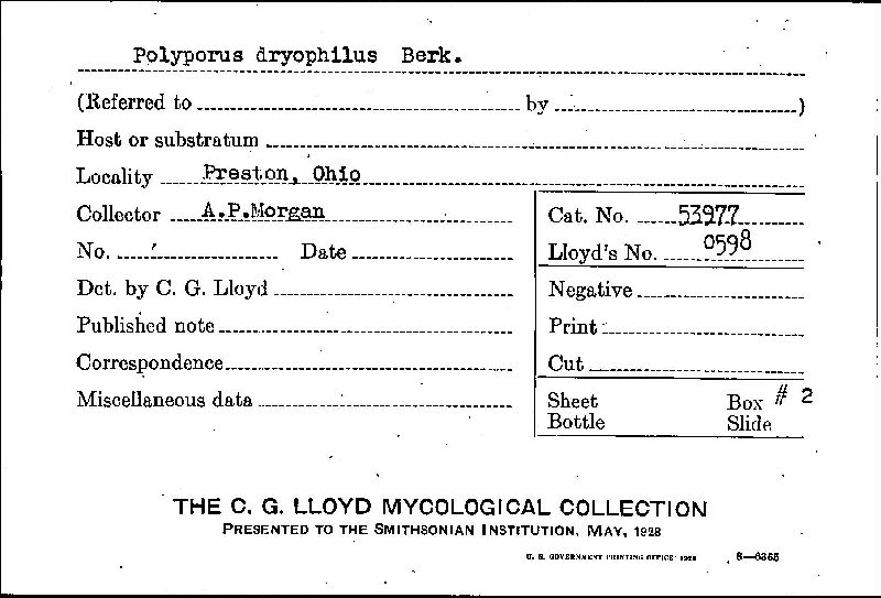 Inonotus dryophilus image