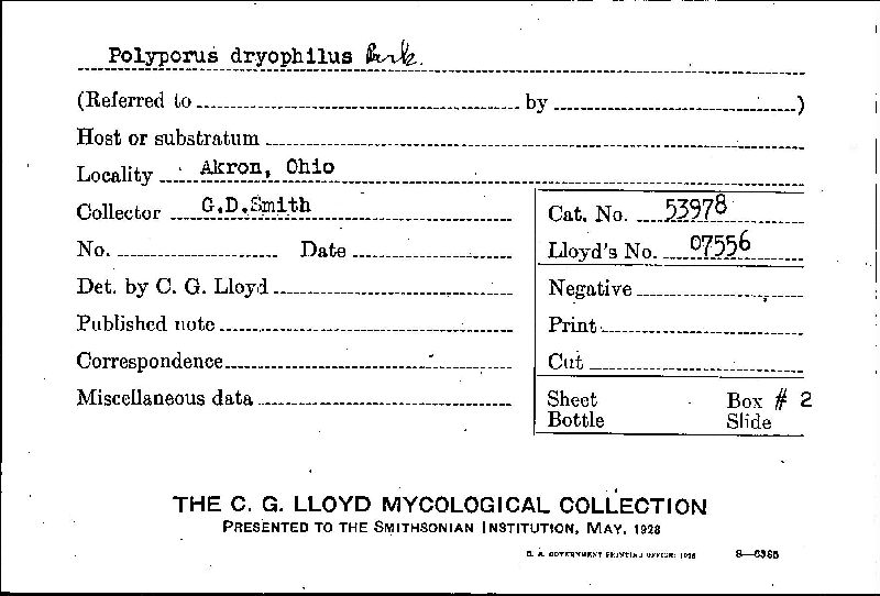 Inonotus dryophilus image