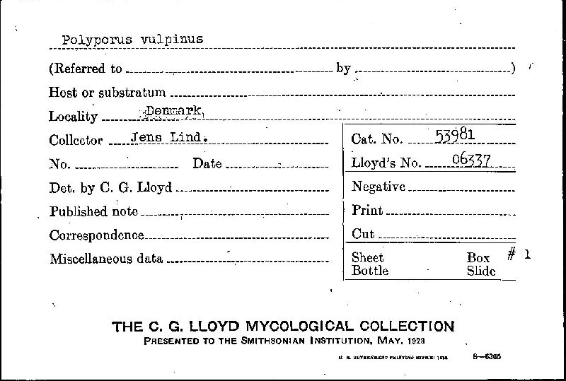 Leccinum vulpinum image